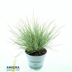 Festuca glauca AmiGold® 2012
