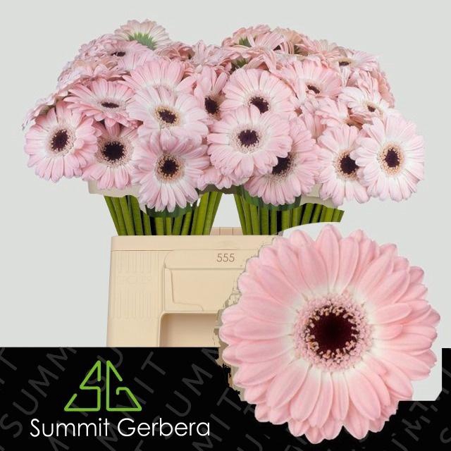 <h4>GE MI DIXON</h4>