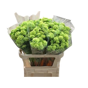 Viburnum Roseum St 4 Kop +