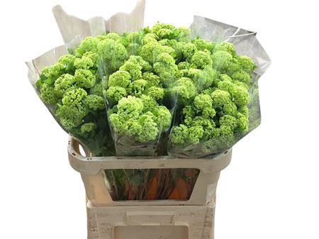 <h4>Viburnum Roseum St 4 Kop +</h4>