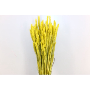 Dried Triticum X5 Yellow Bunch