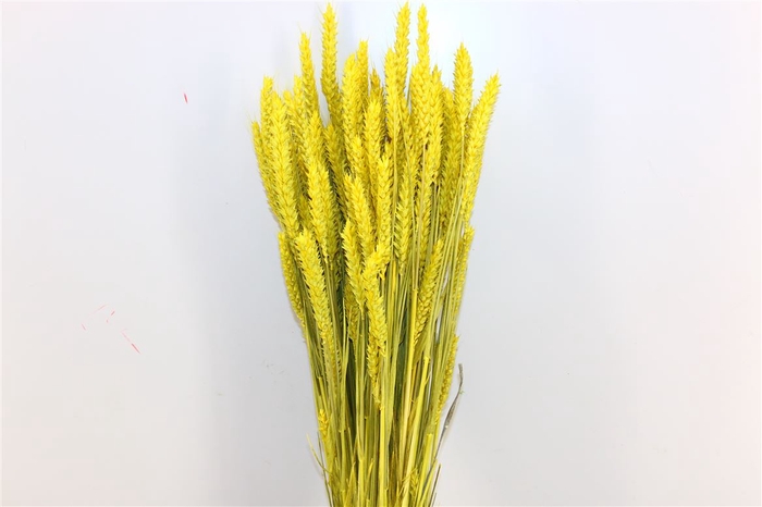 <h4>Dried Triticum X5 Yellow Bunch</h4>