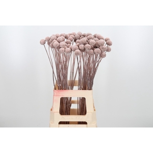 Craspedia Kl Bh Champagne Xl