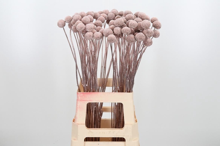 <h4>Craspedia Kl Bh Champagne Xl</h4>