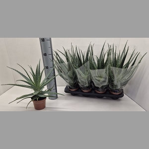 ALOE ARBORESCENS