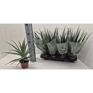 ALOE ARBORESCENS
