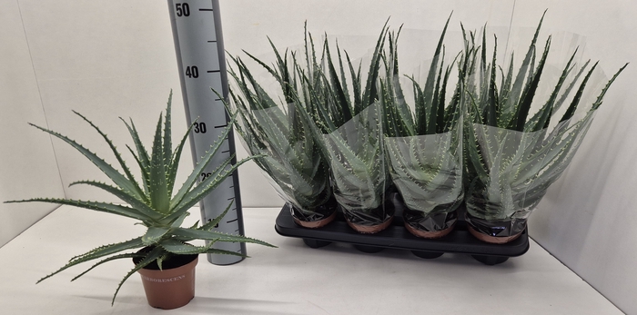 <h4>ALOE ARBORESCENS</h4>