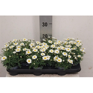 Argyranthemum frutescens La Rita White