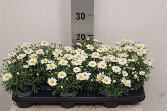 <h4>Argyranthemum frutescens La Rita White</h4>