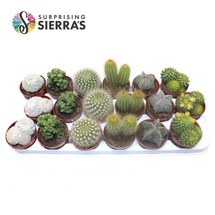 <h4>Sierra's® - Santiago Cactus Mix (Deluxe)</h4>