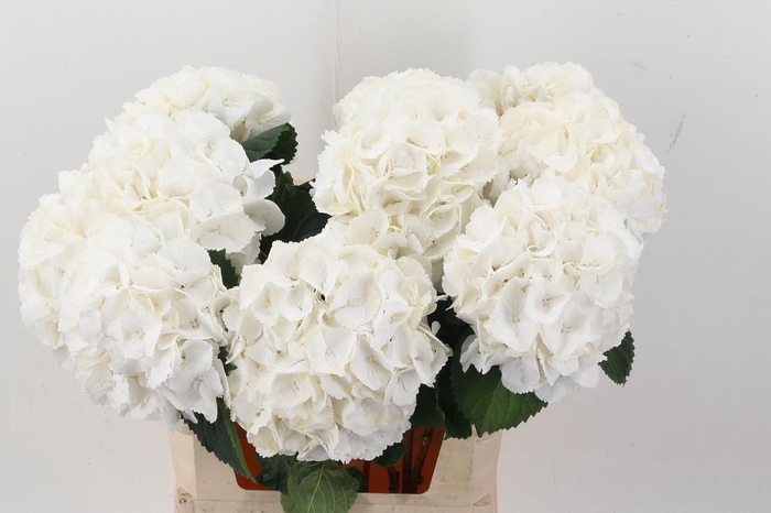 <h4>Hydr M Schneeball</h4>