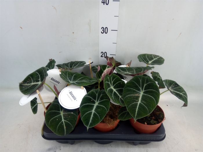 <h4>Alocasia  'Black Velvet'</h4>