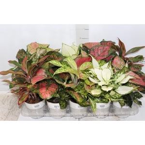 AGLAONEMA VARIADA P12 PREMIUM