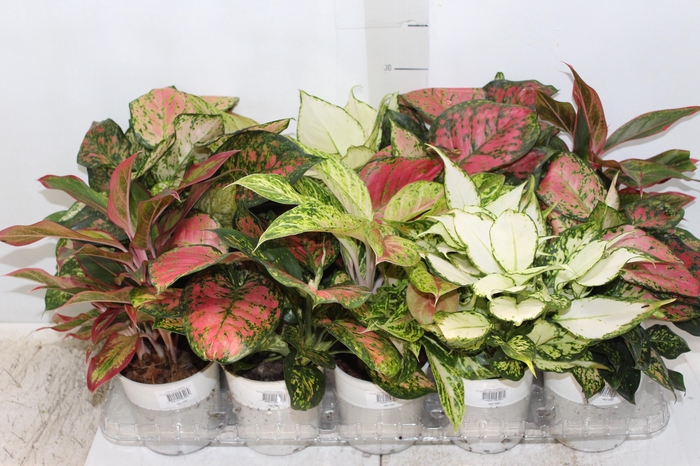<h4>AGLAONEMA VARIADA P12 PREMIUM</h4>