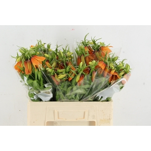 FRIT IM ORANGE BEAUTY