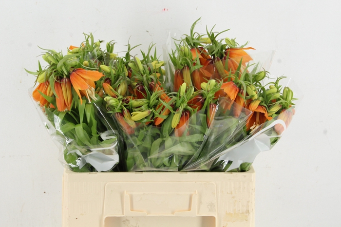 FRIT IM ORANGE BEAUTY