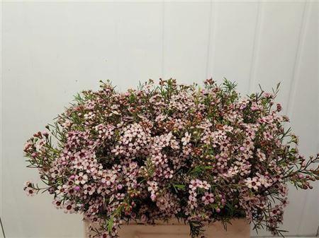 <h4>Chame Un Pink Dream</h4>