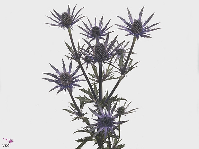 Eryn A Blue Star