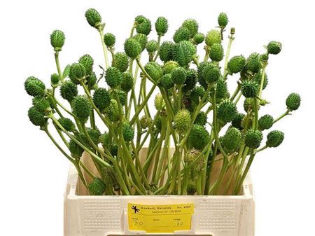 <h4>Datura Metel</h4>