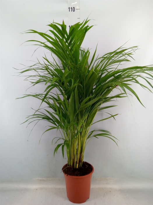 <h4>Dypsis lutescens   ...Chrysalidoca</h4>