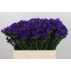 Limonium Navy Sun Birds