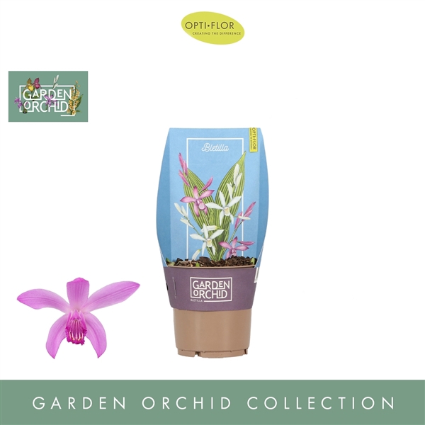 <h4>Garden Orchid Bletilla 3+ Mix</h4>