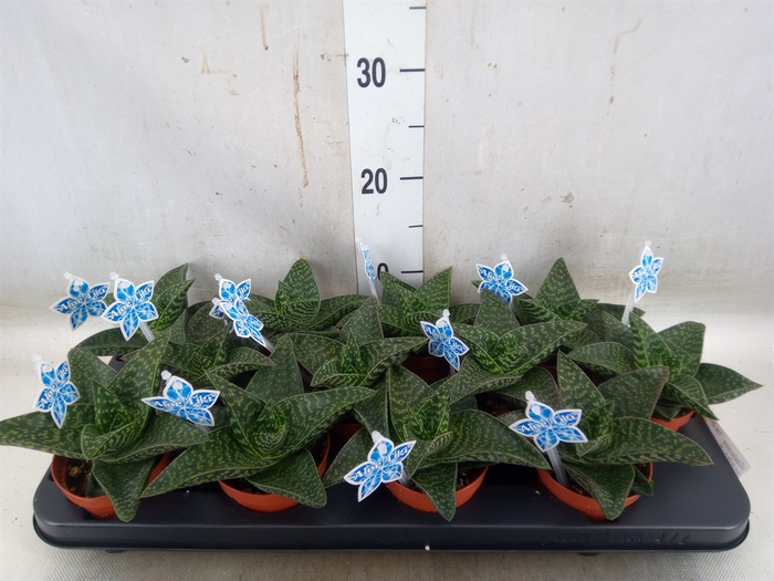<h4>xGasteraloe  'Tiki Zilla'</h4>