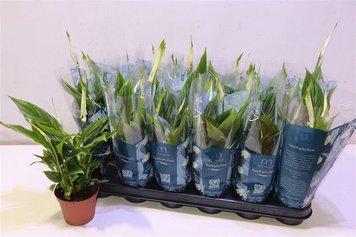 <h4>Spath Chopin</h4>