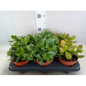 Crassula   ...mix