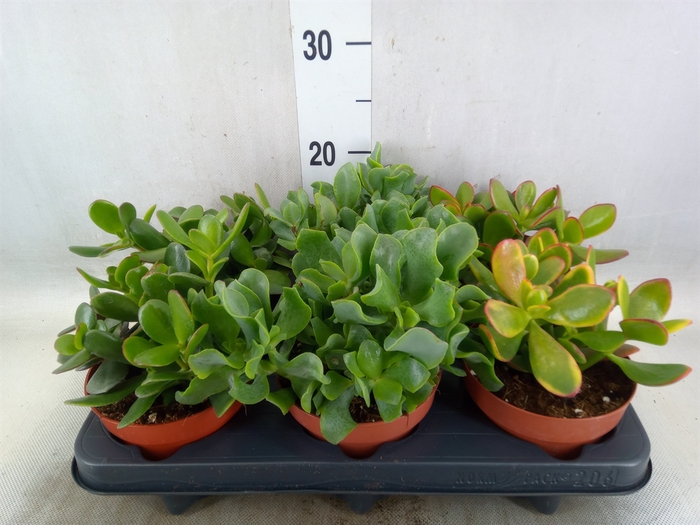 <h4>Crassula   ...mix</h4>