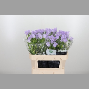 Campanula Cham Lavender