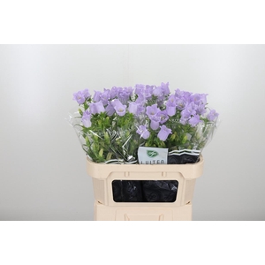 Campanula Cham Lavender