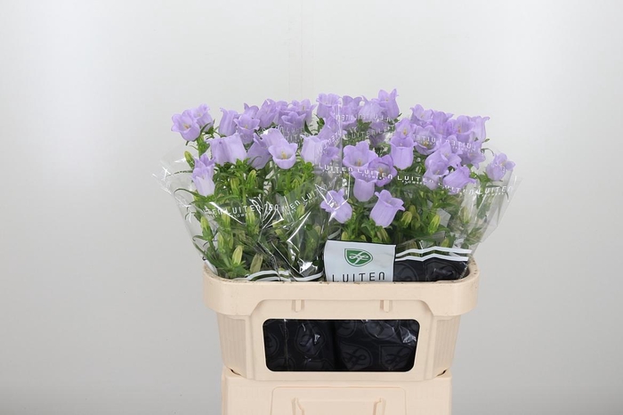 <h4>Campanula Cham Lavender</h4>