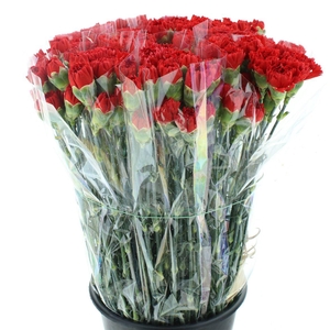 Di St Arona Red