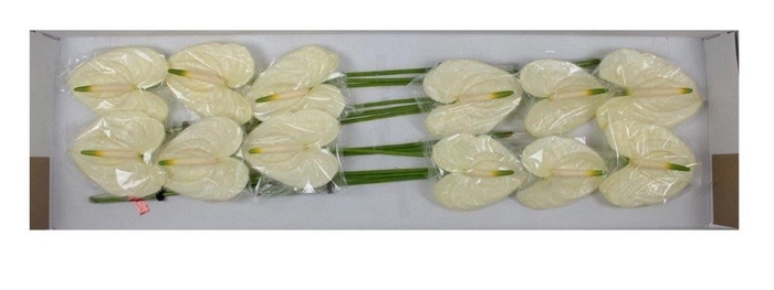 <h4>ANTH A MOMENTS</h4>