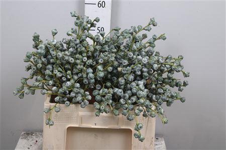 <h4>Euc Globulus Bs</h4>