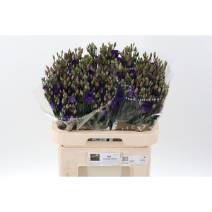 Eus E Picco Violet