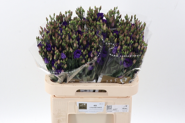 <h4>Eus E Picco Violet</h4>