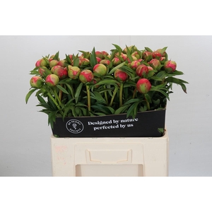 Paeonia Coral Charm
