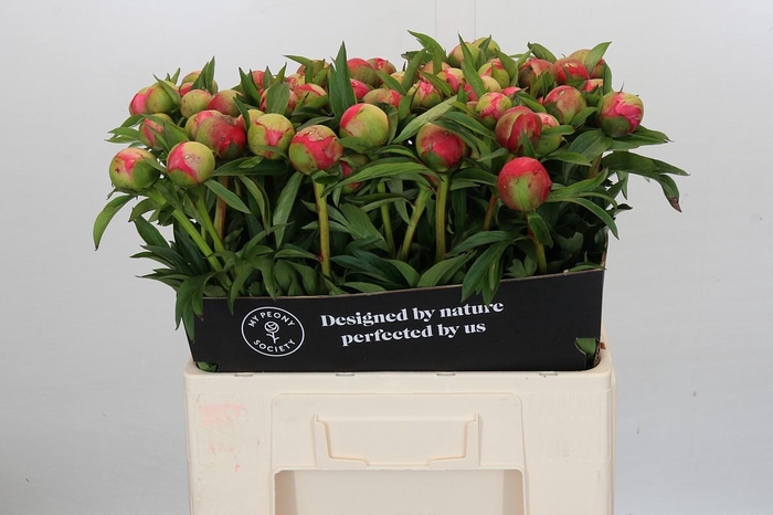 <h4>Paeonia Coral Charm</h4>