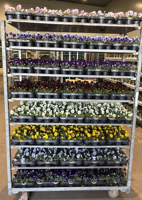 <h4>VIO CO MIXK</h4>