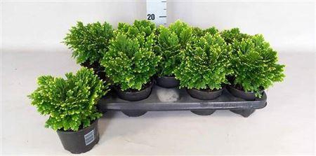 <h4>Selag M Jori</h4>