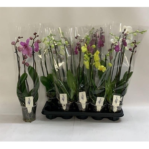 PHAL GEM