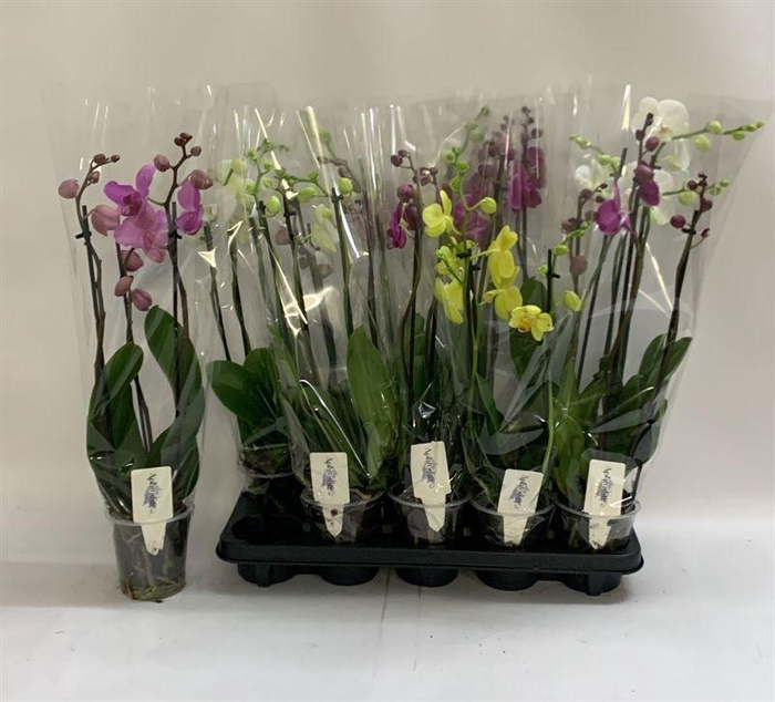 <h4>PHAL GEM</h4>