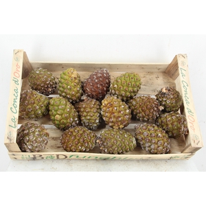 PINE CONE BIG