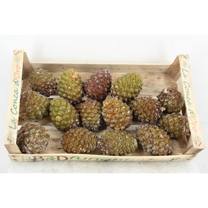 PINE CONE BIG