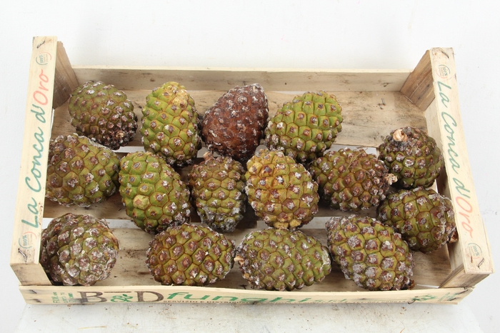 <h4>PINE CONE BIG</h4>