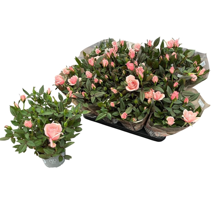 <h4>RO ROSAROMA PINK</h4>