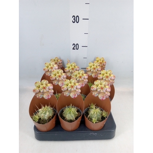 Euphorbia   ...
