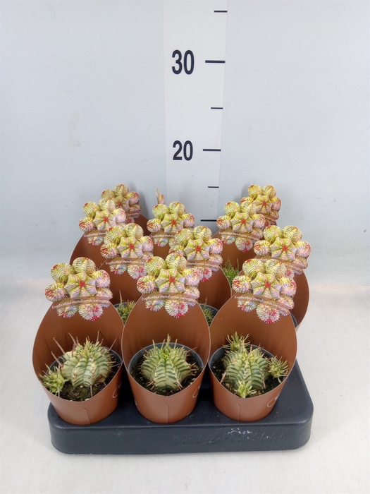 Euphorbia   ...